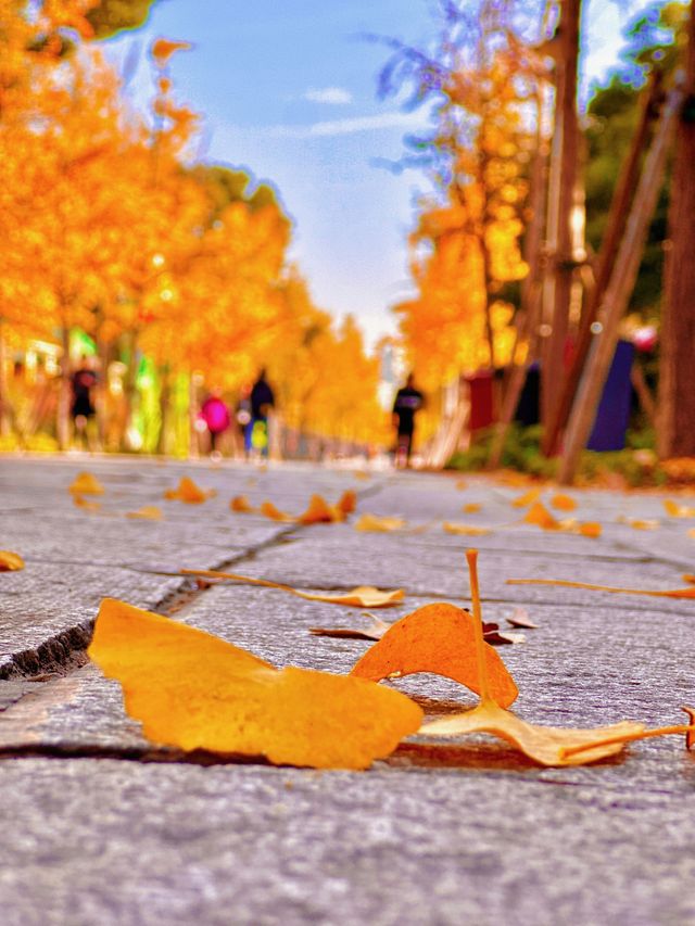 上海秋日頂流|世紀公園銀杏大道美到窒息! 上海秋日頂流|世紀公園銀杏大道美到窒息!