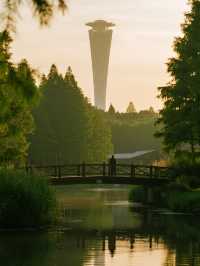 上海12月遛娃！水上森林美成油畫