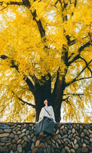 I declare this is the most beautiful ginkgo tree in Wenzhou in autumn
