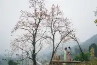 誰還沒去大貴州拍柿子？朋友問了10000次