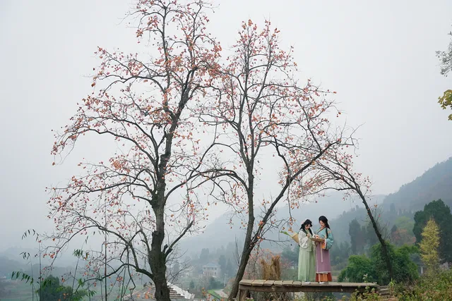 誰還沒去大貴州拍柿子？朋友問了10000次