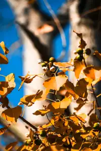 亭林公園楓葉紅透啦