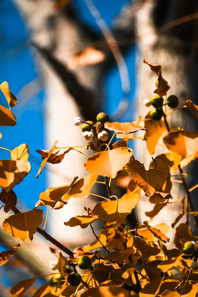 亭林公園楓葉紅透啦