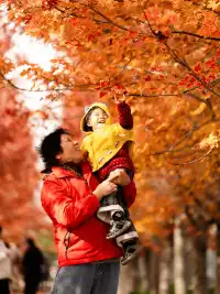 盼瘋了!陽澄湖紅楓大道已進入全紅模式!