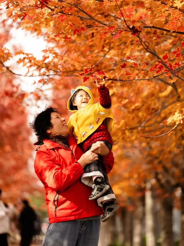 盼瘋了!陽澄湖紅楓大道已進入全紅模式! 盼瘋了!陽澄湖紅楓大道已進入全紅模式!