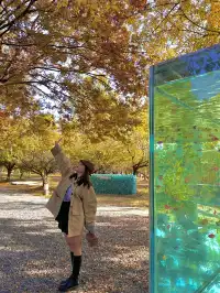 上海自駕1h賞秋紅透的楓葉真的美到封神