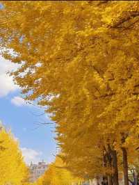 從文林街的銀杏黃到夢景遇見的深藍夜