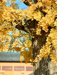 都給我衝，上海賞秋怎能少了這顆千年古銀杏