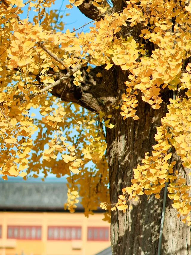 都給我衝，上海賞秋怎能少了這顆千年古銀杏