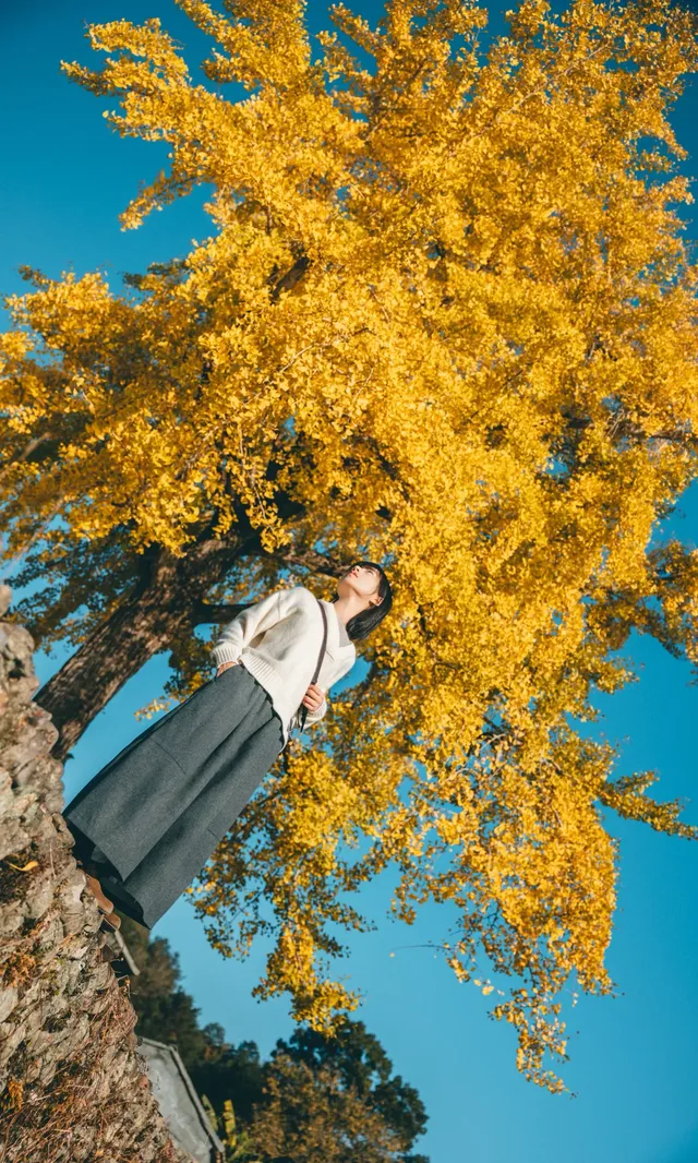 溫州這個古村的百年銀杏已到最佳觀賞期~ 溫州這個古村的百年銀杏已到最佳觀賞期~