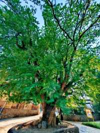 溫暖元江,放鬆心靈的原鄉!