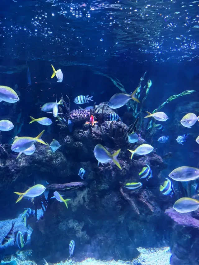 長風海洋公園遛娃記 | 海底奇幻之旅