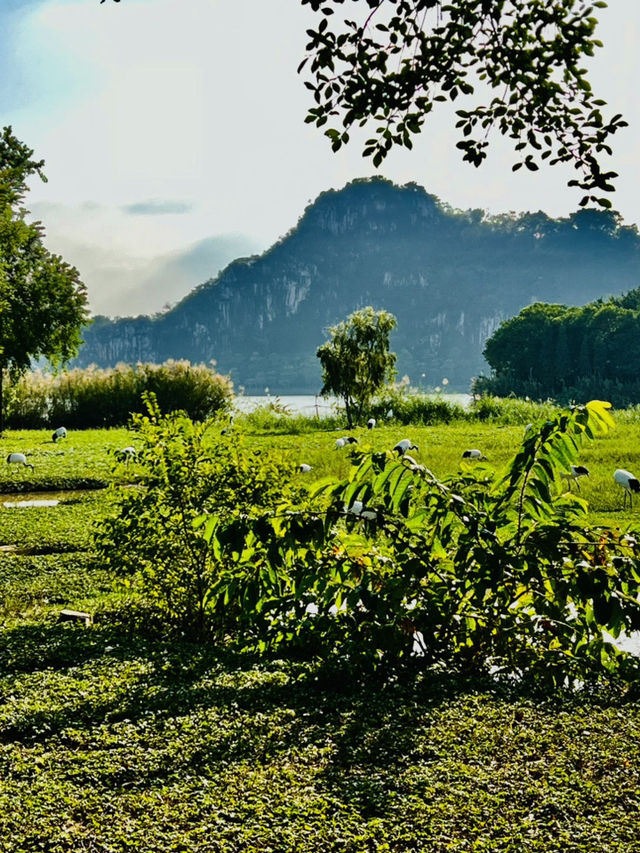 打卡肇慶丹頂鶴生態園