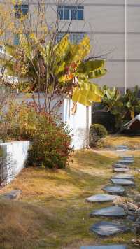 為了這棵1000年銀杏 我特意去了趟永嘉