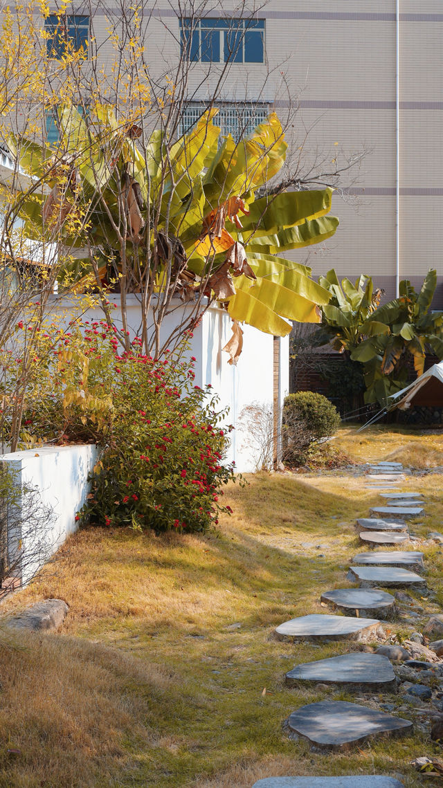 為了這棵1000年銀杏 我特意去了趟永嘉 為了這棵1000年銀杏 我特意去了趟永嘉