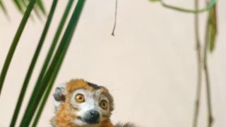 セルヴィオン動物園はスイスで唯一冠キツネザルを飼育する公園に