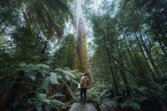 13 Natural Wonders: Decoding Tasmania's Wildness and Purity - Part 2
