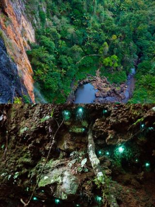 Gold Coast Firefly Viewing Guide: Top Three Viewing Spots
