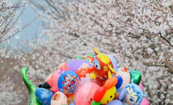2026年杭州春の桜ガイド：6つのピンクの世界をシェア | Trip.com 杭州