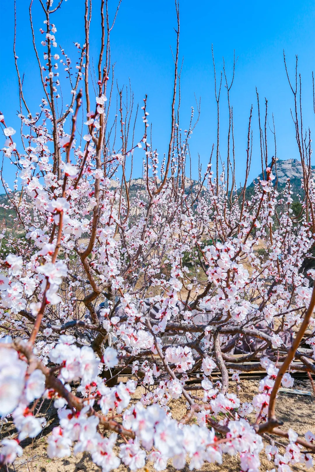 山東の多くの地域で杏の花が満開に