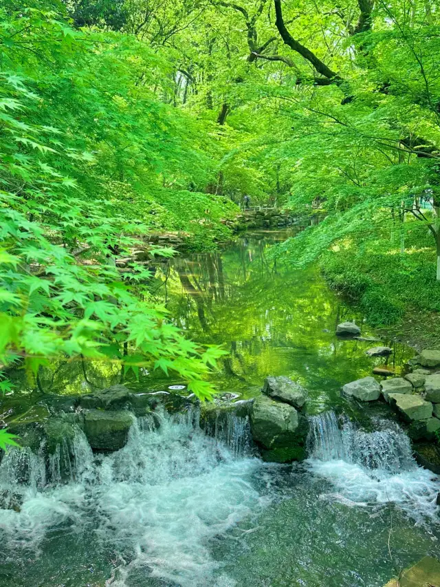 Hangzhou | A City with Natural Wood Energy for Oxygen Therapy Healing Routes