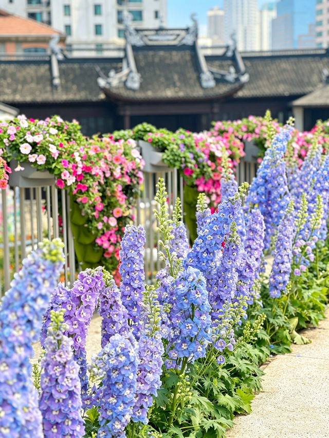 Spring Outing in Shanghai Must-See｜Complete Guide to the 2026 Flower ...