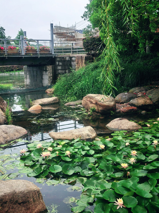 石溪の睡蓮｜閔行体育公園の夏の詩篇 | Trip.com 上海