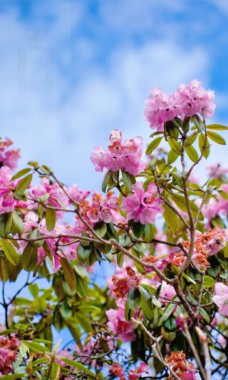 Wawu Mountain Free Admission?? | Rhododendron Sea + Lanxi Cliffs, This is a must-see!