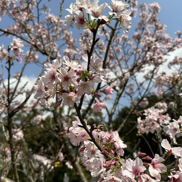 Yangmingshan National Park