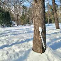 눈이 가득한 삿포로의 마루야마 공원 円山公園 일본여행