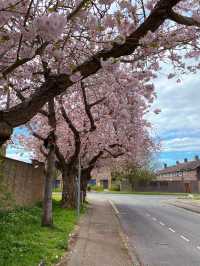 🇬🇧 영국 런던 벚꽃 명소, 크롤리 Crawley 🌸