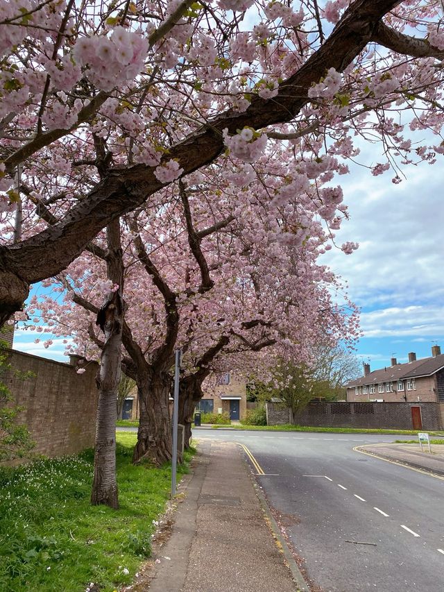 🇬🇧 영국 런던 벚꽃 명소, 크롤리 Crawley 🌸