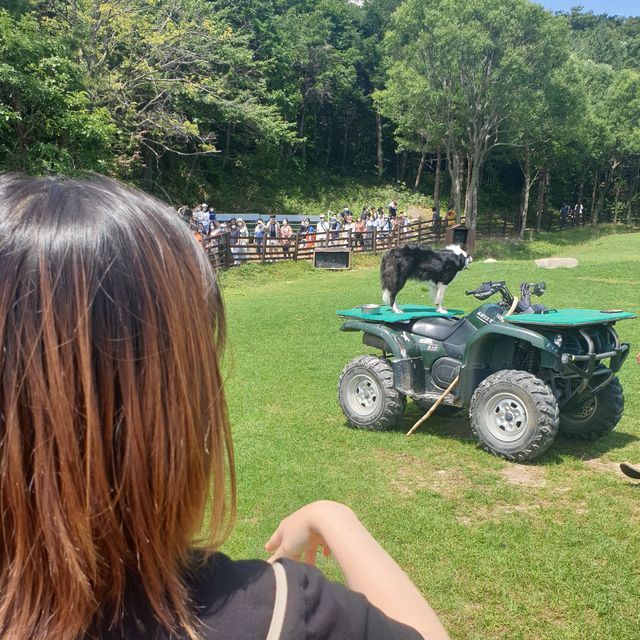 산 아래 넓은 들판에 뛰어다는 양떼보러 가실래요? :)