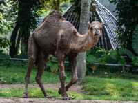 Zoo Negara@Kuala Lumpur, Malaysia