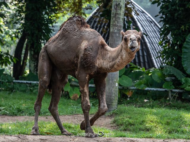 Zoo Negara@Kuala Lumpur, Malaysia