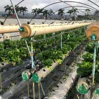 Philippine Baguio Strawberry Farm 兩大兩小去碧瑤草莓園