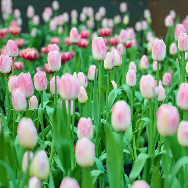 🌷ดอกทิวลิปบานแล้วที่ระยอง อยู่ในพื้นที่มาบตาพุด 