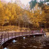 Perfect fall-rest (Forest) in South Korea