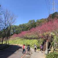 長庚養生文化村（有隱藏版櫻花木棧道八重櫻）