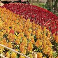 สวนร้อยใจรักษ์