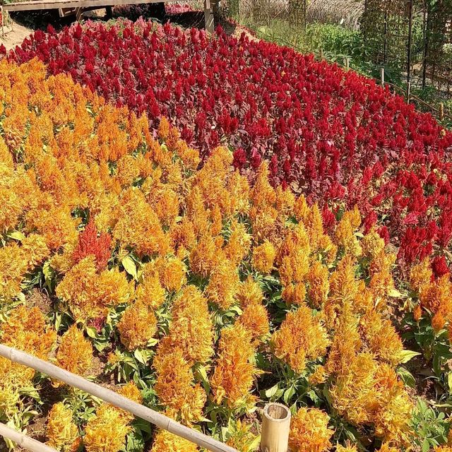 สวนร้อยใจรักษ์