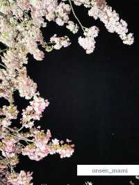【静岡 河津桜】夜のライトアップもおすすめ！河津桜まつり🌸
