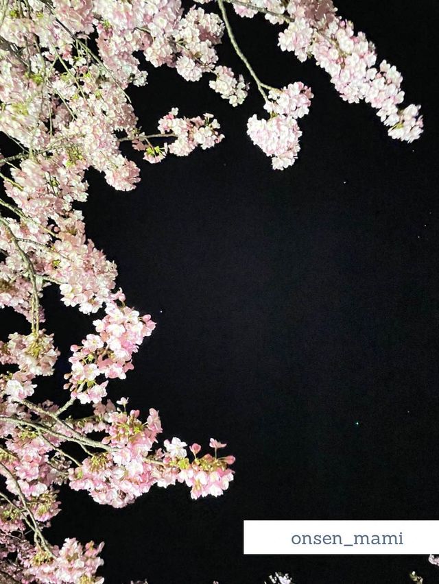 【静岡 河津桜】夜のライトアップもおすすめ！河津桜まつり🌸