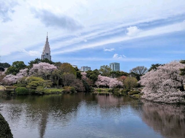 Beautiful Sakura at Shinjuku Gyoen