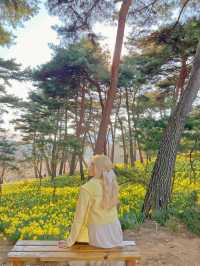 수선화 가득한 서산 유기방가옥💛
