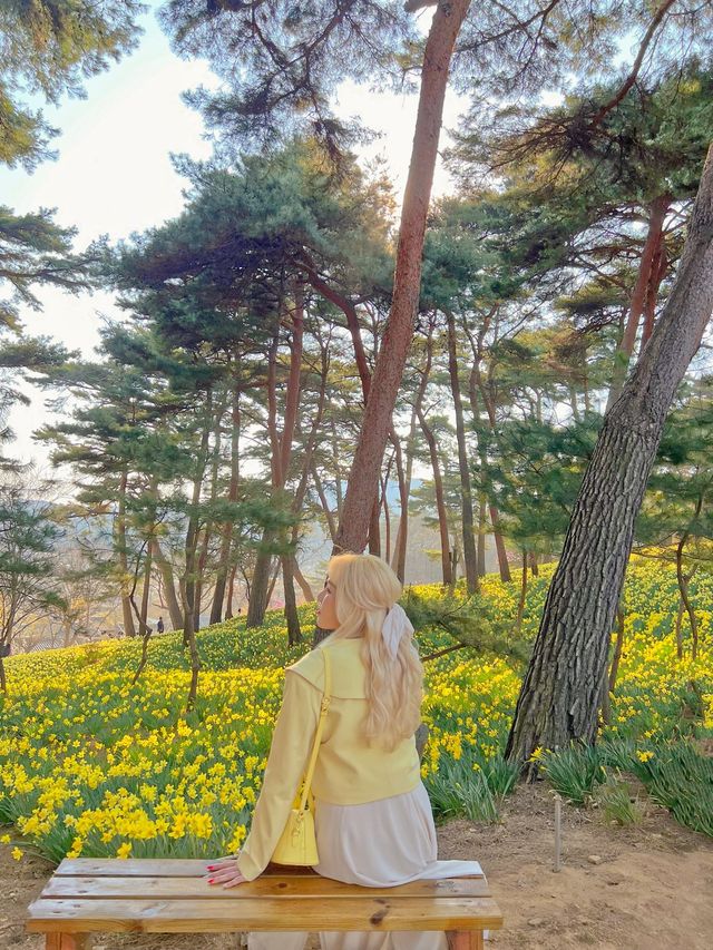수선화 가득한 서산 유기방가옥💛