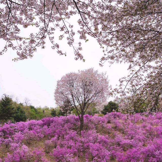 보라빛으로 물든 서울근교 여행지 "부천 진달래동산"