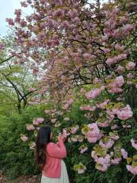 겹벚꽃 보러 어린이대공원 어때요🌸