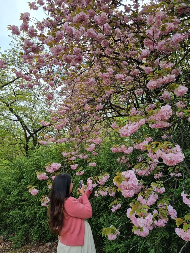 겹벚꽃 보러 어린이대공원 어때요🌸