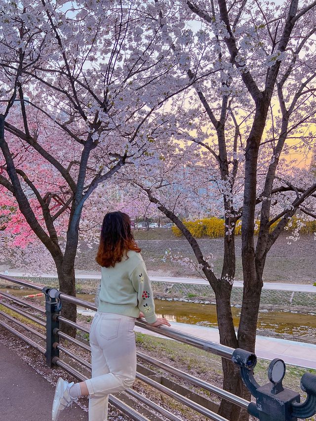 사람 많은 꽃구경 그만! 가는 길마다 꽃이 보이는 덕풍천 어때요 :) ?
